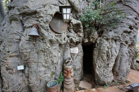 The Baobab Tree: Nature, Time, and a Living Landmark