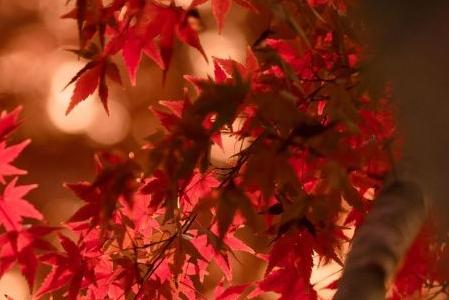 North American Maple 