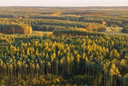 Argentina Pine