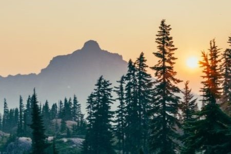 Where Does Your Timber Come From? | Understanding Forest Sources for Better Timber Choices