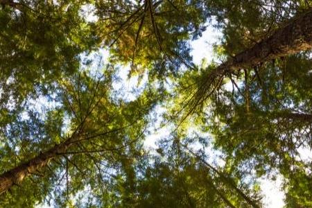 North American Hemlock