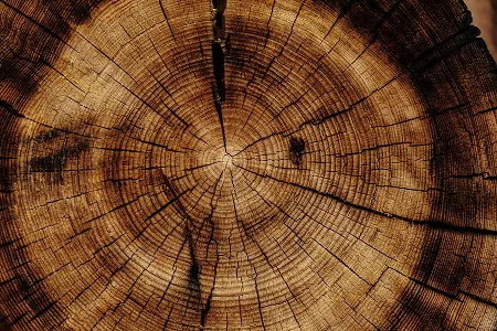 Do Tree Rings Really Tell a Tree's Age? | Reading the Hidden Story Inside Every Piece of Wood