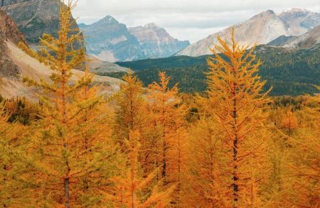 Larch